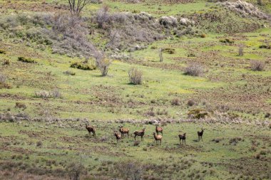 Dağlarda koyun sürüsü