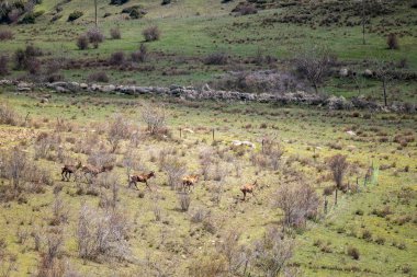 Bir grup at tarlada.