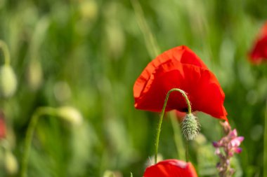 Çayır gelincikleri