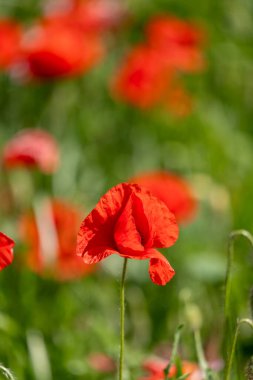 Kırmızı gelincikler yeşil alana yakın.