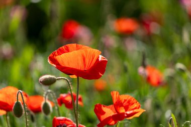 Yeşil tarlada kırmızı haşhaş çiçeği