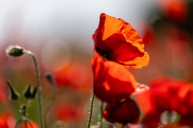 Bahçede haşhaş çiçeği