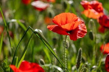 Çayırda yetişen güzel kırmızı çiçekler, yaz günü