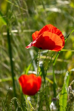Kırsaldaki bahçede yetişen kırmızı gelincik çiçeği.