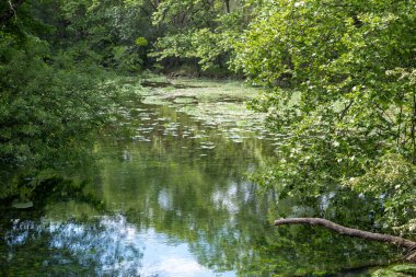 Ormandaki yeşil nehir