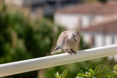 Bir kuş bankta oturuyor.