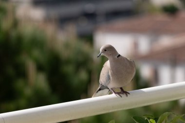 Bulanık arkaplandaki kuşun seçici odak görüntüsü