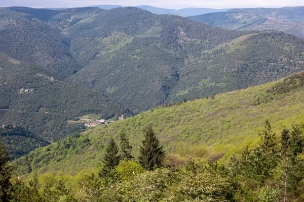 Ormanın güzel manzarası