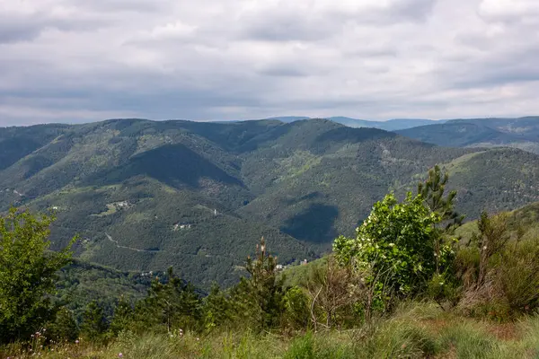 Dağın ve ormanın manzarası
