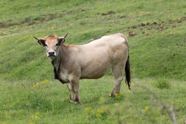 İspanya 'da sığırlar