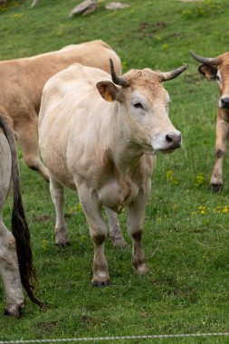 mera üzerinde ineklerin sürüsü