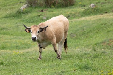Dağlardaki bir tarlada otlayan bir inek