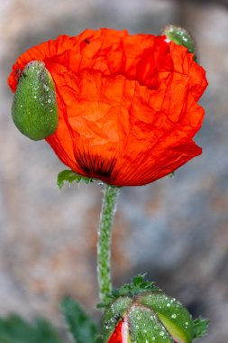 İnanılmaz renkli çiçeklere yakın.