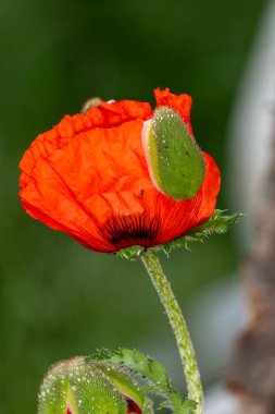 Yakın plan - arka planda çiçek olan bir gelinciğin resmi