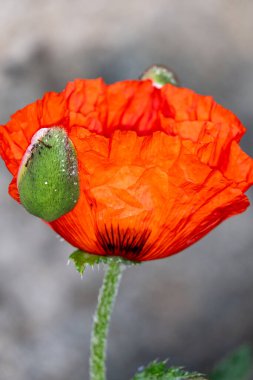 Bahçede yetişen kırmızı gelincik çiçekleri, seçici bir odak noktası. Sığ nokta, kapat.