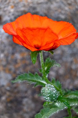 Bahçede haşhaş çiçeği