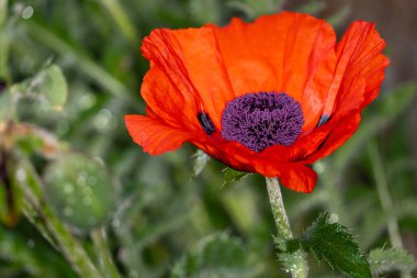 Bahçedeki kırmızı gelincik çiçeği