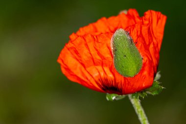 doğada haşhaş çiçeği.