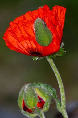 Yeşil çimlerin üzerinde kırmızı haşhaş çiçeği