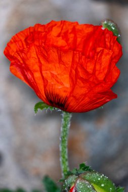 Bahçede kırmızı gelincik çiçeği