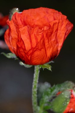 Bahçede kırmızı gelincik çiçeği