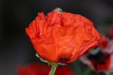 Yeşil çimlerin üzerinde kırmızı haşhaş çiçeği.