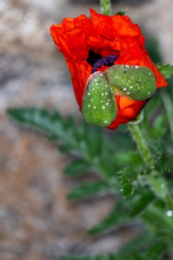 Bahçedeki güzel kırmızı gelincik çiçeği