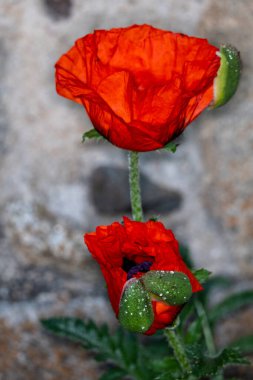 Yeşil arka planda kırmızı gelincik çiçekleri