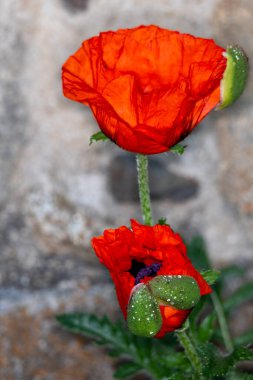 Bahçedeki kırmızı gelincik çiçeği. Yaklaş.