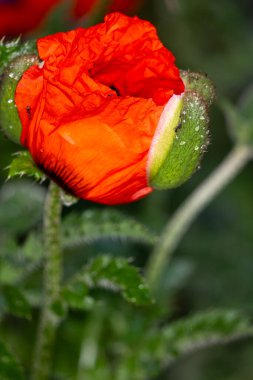 Bahçede kırmızı gelincik çiçeği