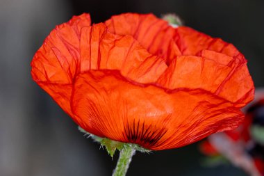 Güzel botanik fotoğrafı, doğal duvar kağıdı.