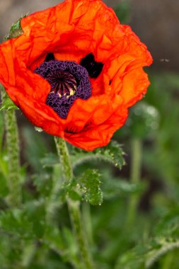 Bahçede haşhaş çiçeği