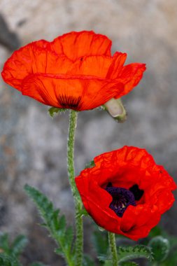 Bahçede kırmızı haşhaş