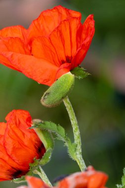 Bahçede yetişen güzel kırmızı gelincikler