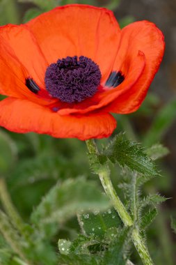 Kırmızı Bahçe yakın haşhaş yukarıya