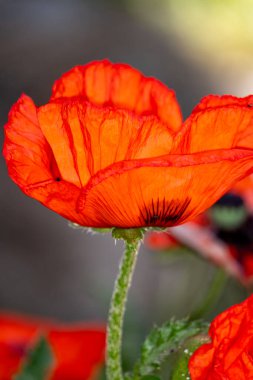 Bahçede kırmızı haşhaş