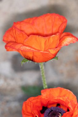 Yeşil arka planda kırmızı gelincik çiçekleri