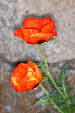 Bahçedeki portakal çiçeği.