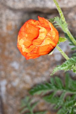 Güzel botanik fotoğrafı, doğal duvar kağıdı.
