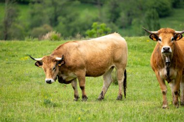 Otlakta iki kahverengi ve beyaz boğa