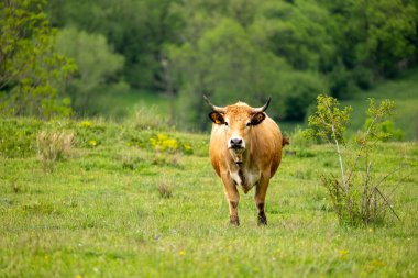 Tarlada yeşil çimlerin üzerinde inek