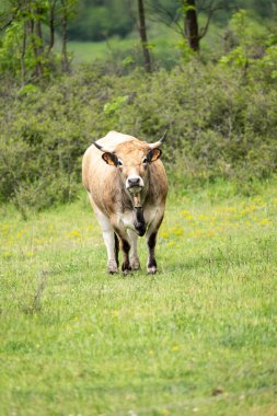 Güneşli bir yaz gününde tarlada otlayan bir inek.