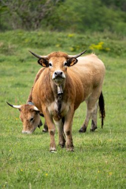 Dağlarda bir sürü hayvan