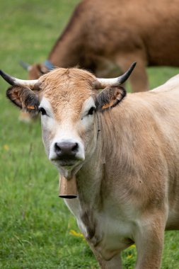 Tarlada bir ineğin portresi.