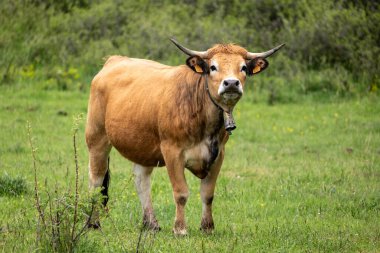 Kahverengi boğa yeşil çayırda