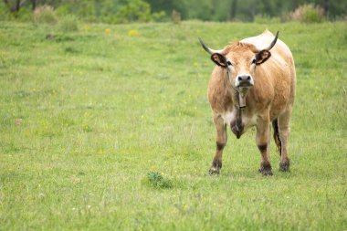 Kırsalda bir çayırda otlayan kahverengi inek..