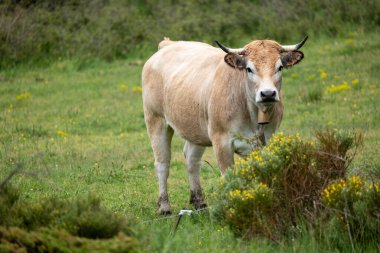 Yeşil bir çayırda otlayan bir inek