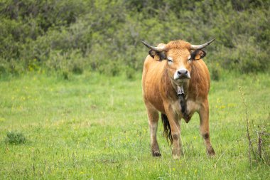 Kahverengi boğa tarlada otluyor.