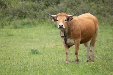 bir çiftlikte boğa
