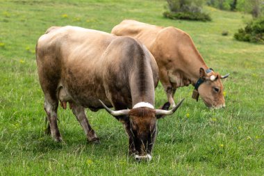 Yeşil çimlerde inekler